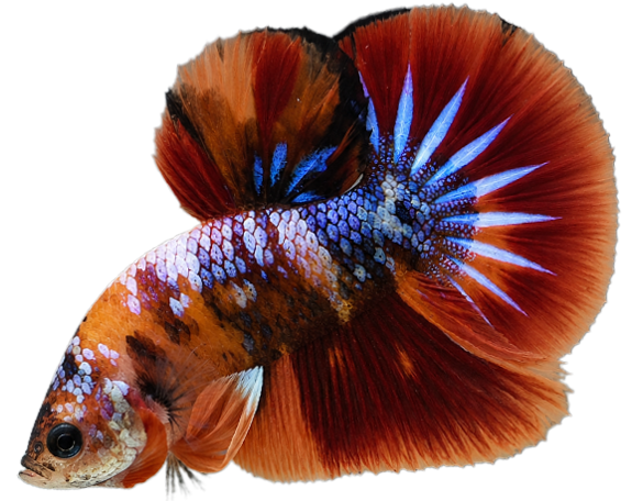 koi-nemo-candy-multicolor-dep-nhat-the-gioi-shopheo-ban-quyen